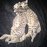 cat, tabby, sleeping, cuddle, pets, animal, feline, fur, striped, friendship, cozy, resting, companion, cute, domestic_animal, two_animals, black_background, lying_down, close_up, adorable