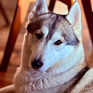 Plume participe au concours pour gagner de l'argent avec cette photo : animal, brown_eyes, calm, canine, close_up, cozy, dog, domestic, ears, floor, fur, home, husky, indoor, looking, muzzle, pet, portrait, whiskers, wooden_chair