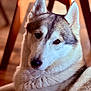 animal, brown_eyes, calm, canine, close_up, cozy, dog, domestic, ears, floor, fur, home, husky, indoor, looking, muzzle, pet, portrait, whiskers, wooden_chair
