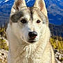 Plume a rejoint le concours — aidez-le/la à gagner de superbes lots ! animal, canine, closeup, daylight, dog, ears, eyes, forest, fur, husky, landscape, mountain, nature, nose, outdoor, pet, portrait, scenic, snow, wildlife