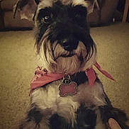 Ariel joined the competition — help win amazing prizes! dog, schnauzer, pet, animal, bandana, pink, indoor, carpet, couch, hand, lap, looking, cute, fur, ears, eyes, collar, tag, home, cozy