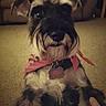 dog, schnauzer, pet, animal, bandana, pink, indoor, carpet, couch, hand, lap, looking, cute, fur, ears, eyes, collar, tag, home, cozy