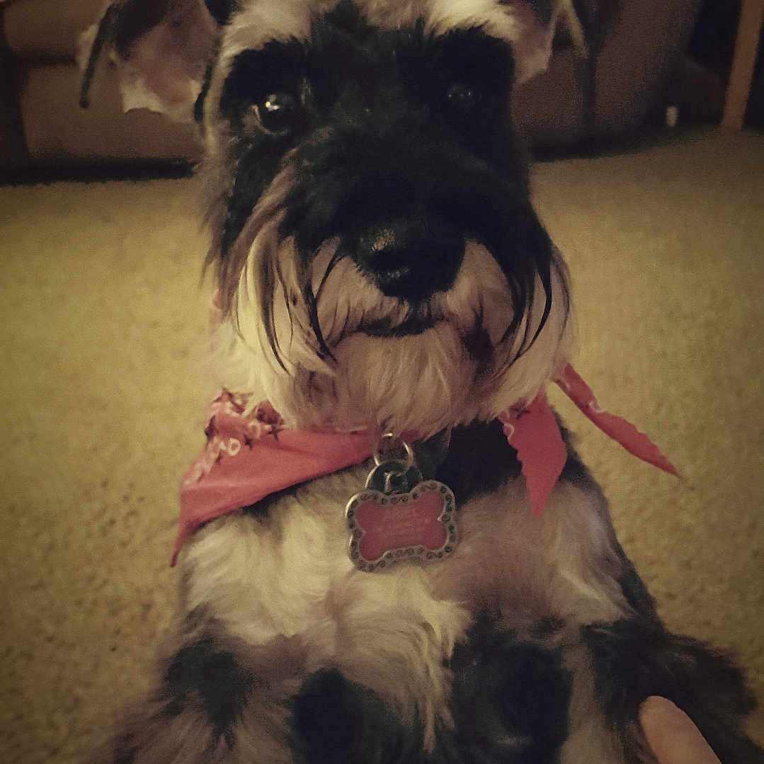 Ariel joined the competition — help win amazing prizes! dog, schnauzer, pet, animal, bandana, pink, indoor, carpet, couch, hand, lap, looking, cute, fur, ears, eyes, collar, tag, home, cozy