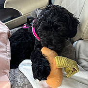 Journee joined the competition — help win amazing prizes! black_dog, blanket, car_interior, car_seat, closeup, cozy, dog, donut_toy, fur, harness, head, paw, pet, pink_harness, playful, plush_toy, puppy, sitting, travel, window