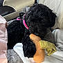 black_dog, blanket, car_interior, car_seat, closeup, cozy, dog, donut_toy, fur, harness, head, paw, pet, pink_harness, playful, plush_toy, puppy, sitting, travel, window