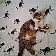 Banzaï a rejoint le concours — aidez-le/la à gagner de superbes lots ! cat, tabby_cat, blanket, kitten_prints, sleeping, resting, indoor, pet, feline, cozy, soft_texture, striped, animal, cute, lying_down, comfortable, domestic_cat, fur, whiskers, relaxed