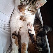 Banzaï a rejoint le concours — aidez-le/la à gagner de superbes lots ! animal, cat, close_up, cute, domestic_cat, ears, feline, fur, green_eyes, indoor, looking, mammal, paw, pet, playful, relaxed, resting, tabby, whiskers, white_fabric