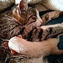 Choupette participe au concours pour gagner de l'argent avec cette photo : abyssinian, animal, bed, bedroom, blanket, bodypart, cat, clothing, couch, fur, furniture, indoors, kitten, manx, mouth, person, pet, quilt, room, sleeping