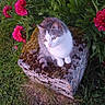 animal, cat, closeup, daylight, flowers, foliage, fur, garden, green_grass, moss, nature, outdoor, peaceful, pet, pink_flowers, plant, relaxed, sitting, stone, whiskers