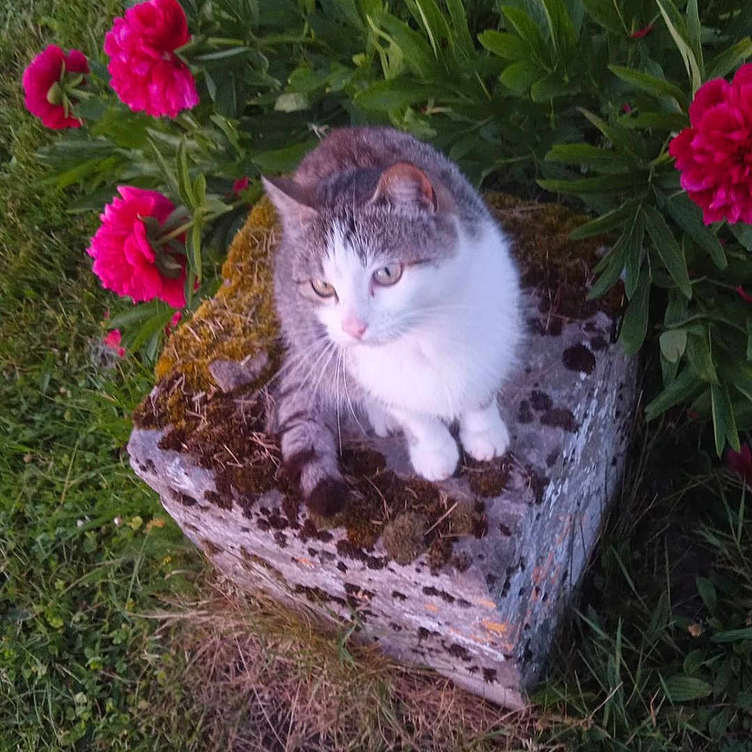 Choupette