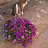 Choupette a rejoint le concours — aidez-le/la à gagner de superbes lots ! animal, cat, concrete, curious, daylight, flora, flowers, garden, green_leaves, hanging_basket, nature, outdoor, pavement, pets, petunias, plant, purple_flowers, side_view, sitting, tabby_cat