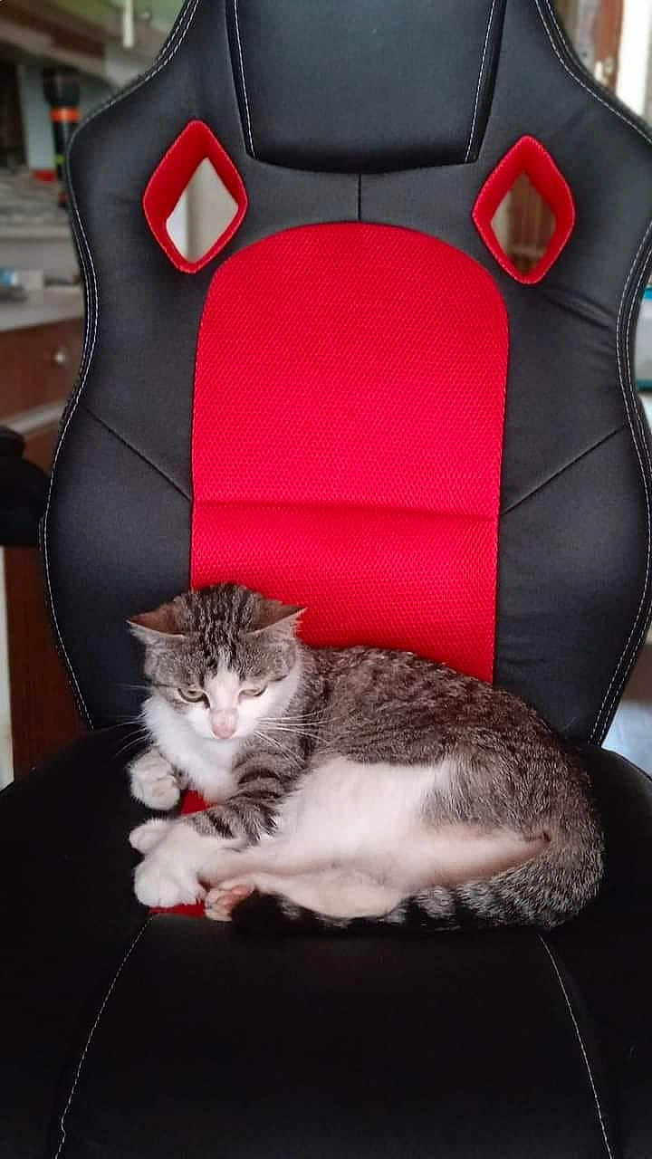 Choupette