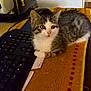 Choupette participe au concours pour gagner de l'argent avec cette photo : animal, cat, computer, computerhardware, computerkeyboard, couch, desk, electronics, furniture, hardware, kitten, laptop, manx, mat, monitor, mouse, pc, pet, screen, table