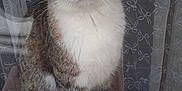 Choupette participe au concours pour gagner de l'argent avec cette photo : abyssinian, angora, animal, cat, curtain, door, egyptiancat, face, head, kitten, manx, person, pet, photography, plant, portrait, pottedplant, sleeping, window, windowsill