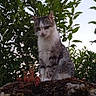 animal, cat, curious, daylight, ears, feline, fur, greenery, leaves, moss, nature, outdoor, pet, plant, rock, sitting, sky, tree, whiskers, wildlife