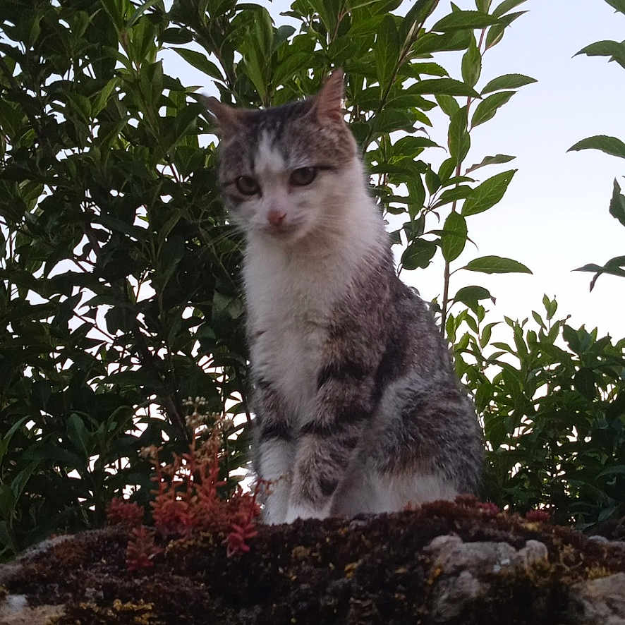 Choupette