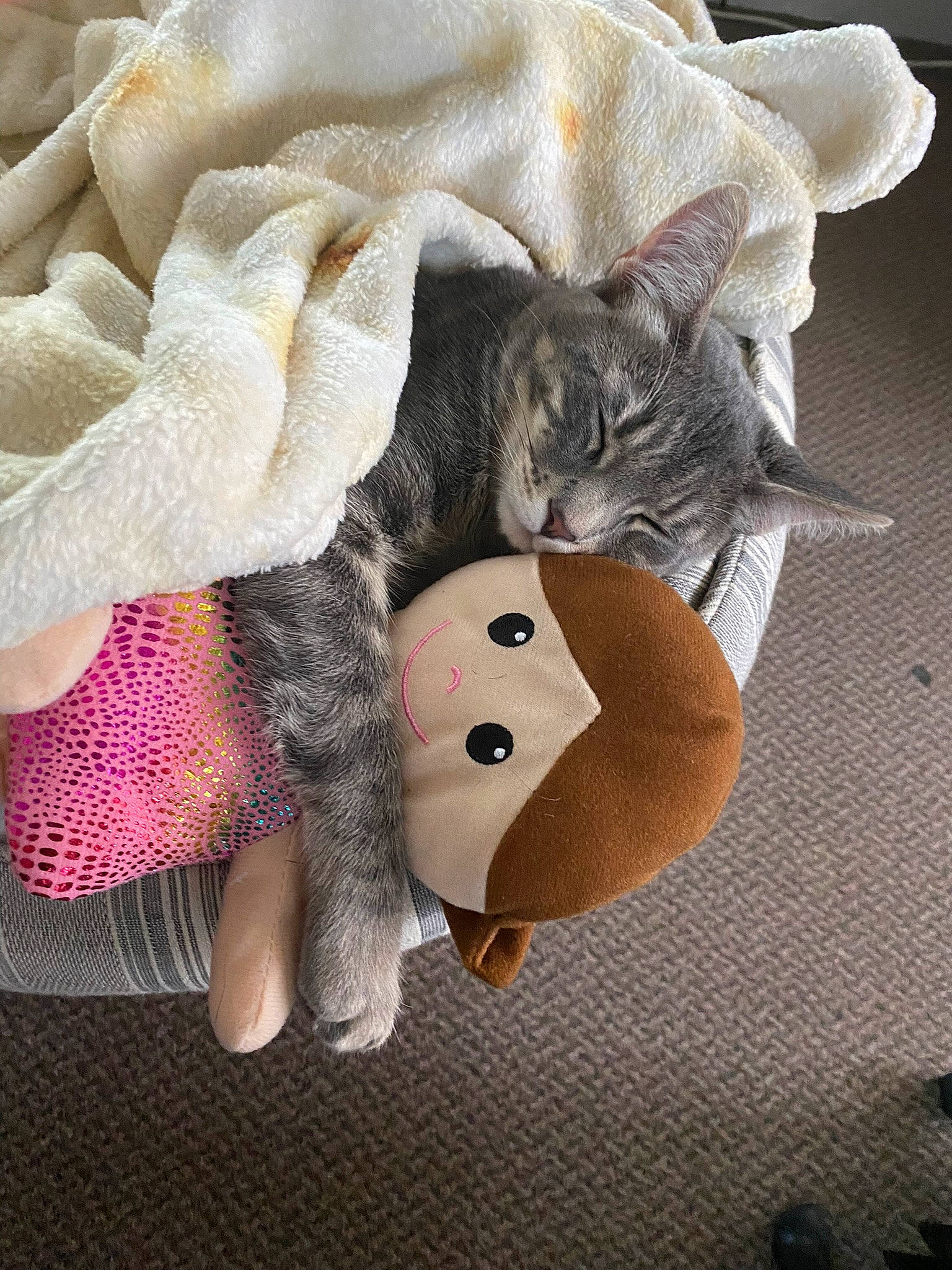 Benito joined the competition — help win amazing prizes! bow_tie, carnivore, cat, comfort, costume_hat, domestic_short_haired_cat, fashion_accessory, fawn, felidae, fur, hat, paw, plant, plush, small_to_medium_sized_cats, stuffed_toy, sun_hat, tail, toy, whiskers