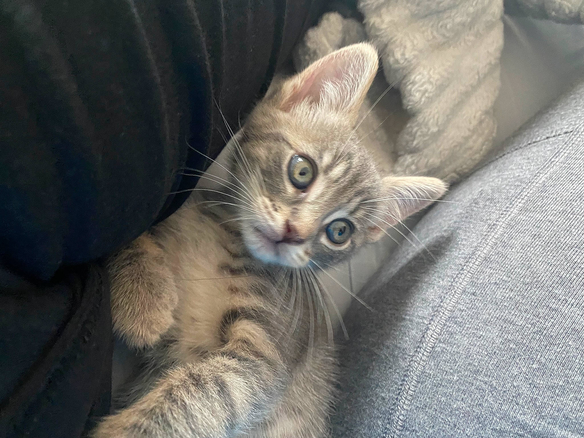 Benito is registered to the contest to win money with this photo: carnivore, cat, claw, comfort, domestic_short_haired_cat, ear, fawn, felidae, fur, grey, head, paw, small_to_medium_sized_cats, snout, terrestrial_animal, whiskers