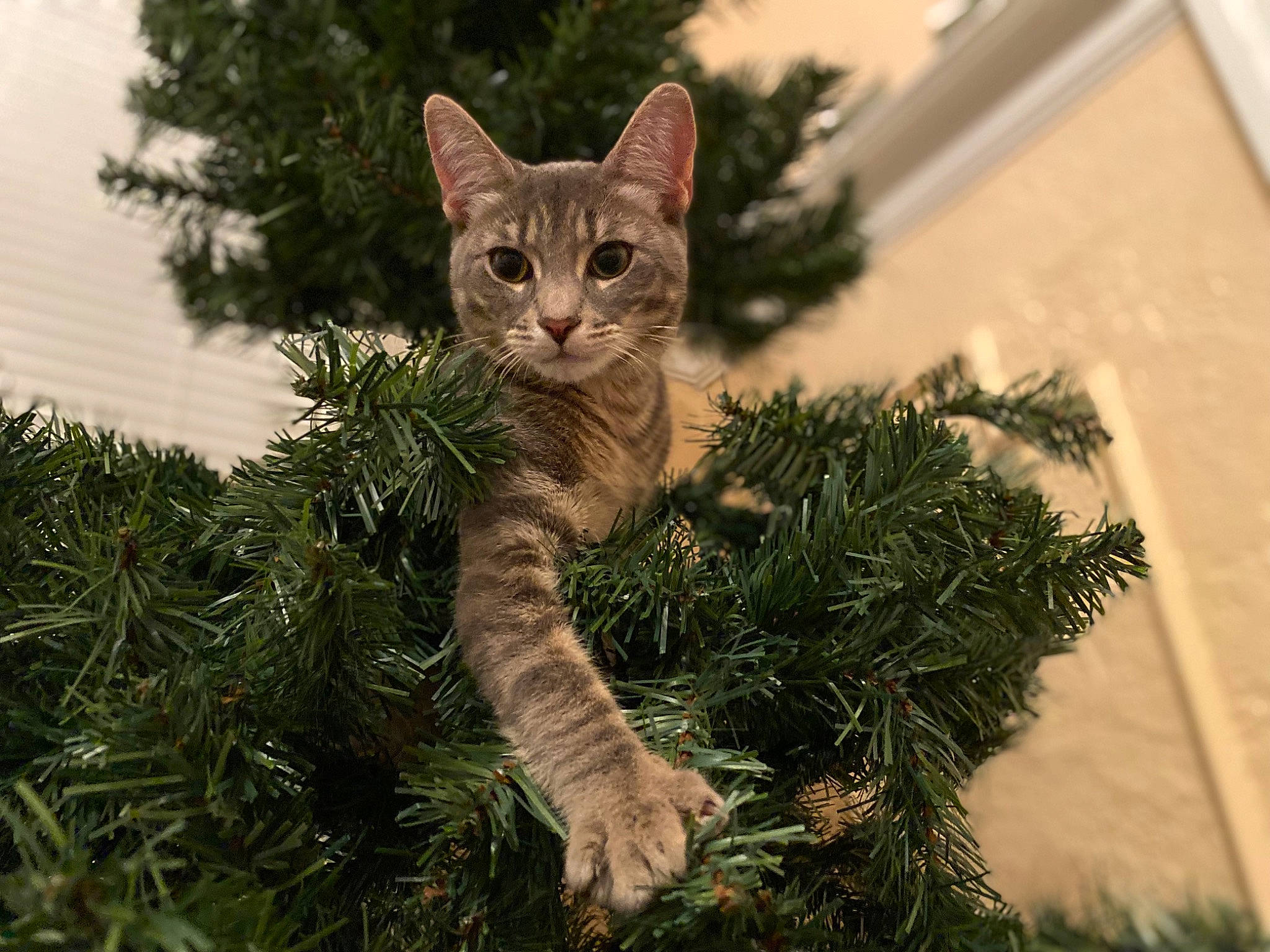 Benito joined the competition — help win amazing prizes! carnivore, cat, christmas_ornament, conifer, domestic_short_haired_cat, evergreen, fawn, felidae, fur, grass, larch, plant, small_to_medium_sized_cats, snout, tail, terrestrial_animal, tree, twig, whiskers, wildlife