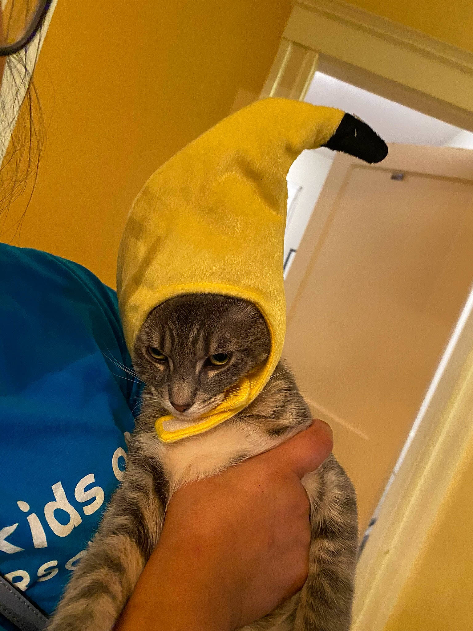 Benito joined the competition — help win amazing prizes! carnivore, cat, claw, comfort, couch, domestic_short_haired_cat, fawn, felidae, flooring, fur, hat, paw, plumbing, plumbing_fixture, room, small_to_medium_sized_cats, tail, whiskers