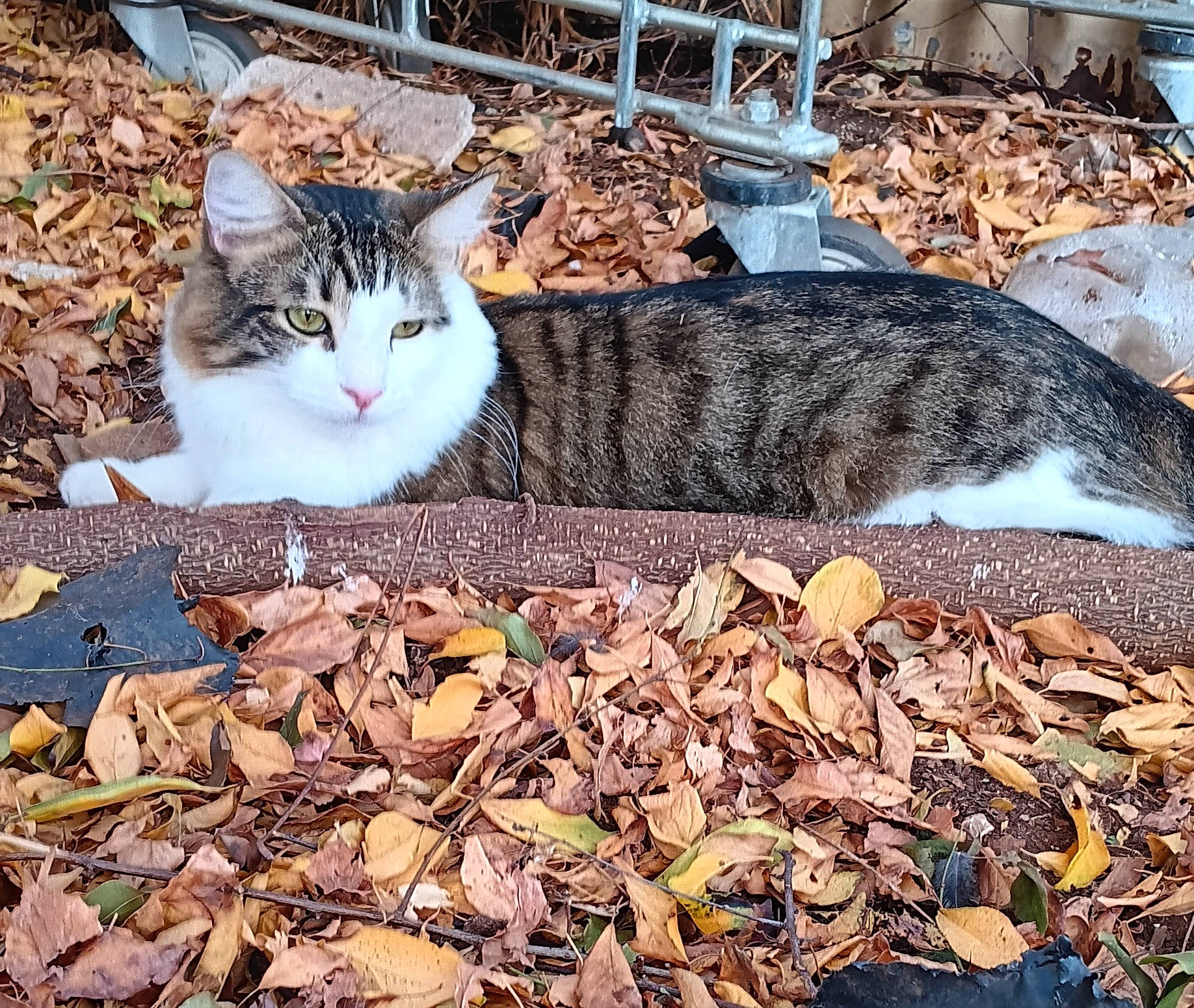 Fat Bob is registered to the contest to win money with this photo: carnivore, cat, domestic_short_haired_cat, felidae, fur, grass, mammal, organism, paw, plant, small_to_medium_sized_cats, snapshot, soil, tail, terrestrial_animal, tints_and_shades, tree, vertebrate, whiskers, wood