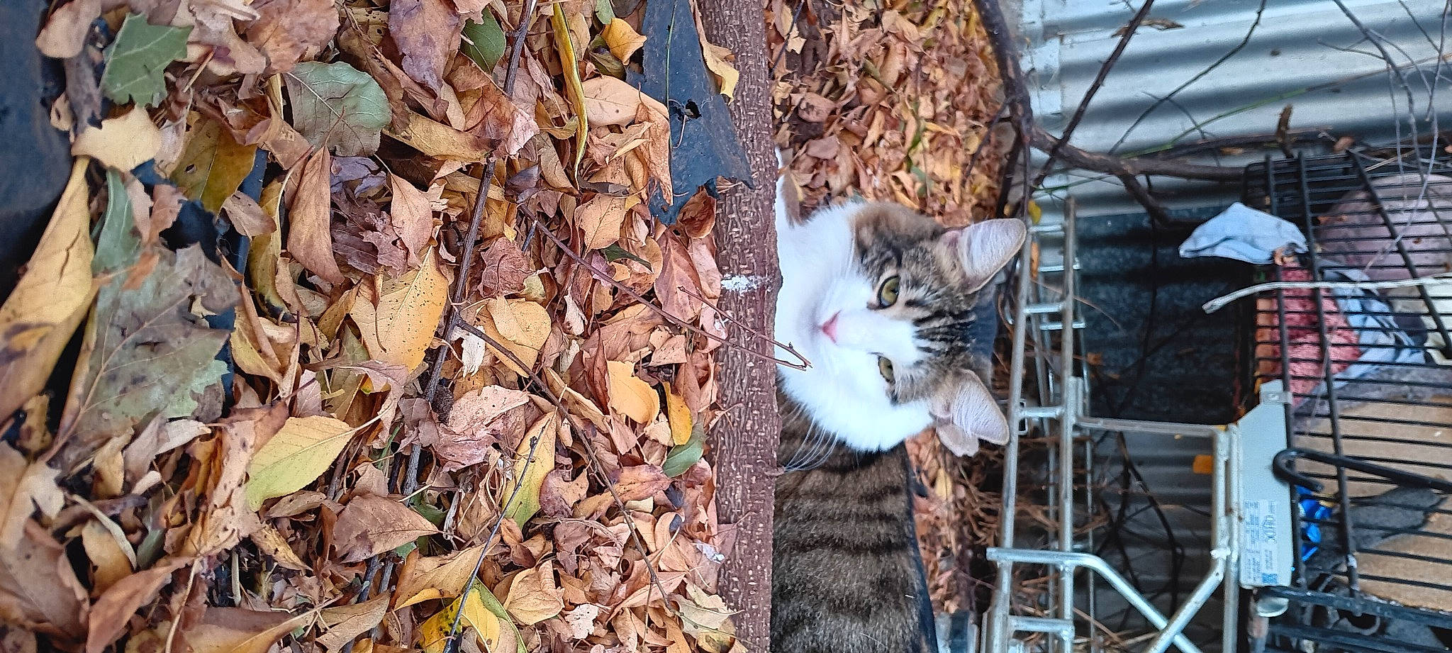 Fat Bob is registered to the contest to win money with this photo: carnivore, cat, deciduous, domestic_short_haired_cat, fawn, felidae, fur, grass, organism, plant, small_to_medium_sized_cats, snout, tail, tree, trunk, twig, whiskers, wildlife, wood, woody_plant