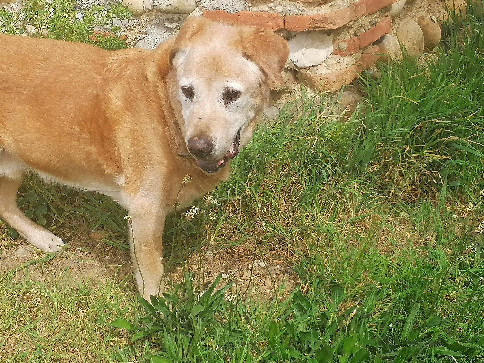 Canabis a rejoint le concours — aidez-le/la à gagner de superbes lots ! adventure, canidae, carnivore, collar, companion_dog, dog, dog_breed, grass, gun_dog, hunting_dog, labrador_retriever, plant, retriever, sporting_group, street_dog, tail, terrestrial_animal, tree, whiskers, working_animal