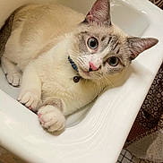 Cleo is registered to the contest to win money with this photo: cat, kitten, animal, pet, portrait, close_up, blue_eyes, white_fur, cream_fur, tabby_markings, pink_nose, whiskers, pointed_ears, collar, bell, paws, lying_down, chair, bathroom, indoor