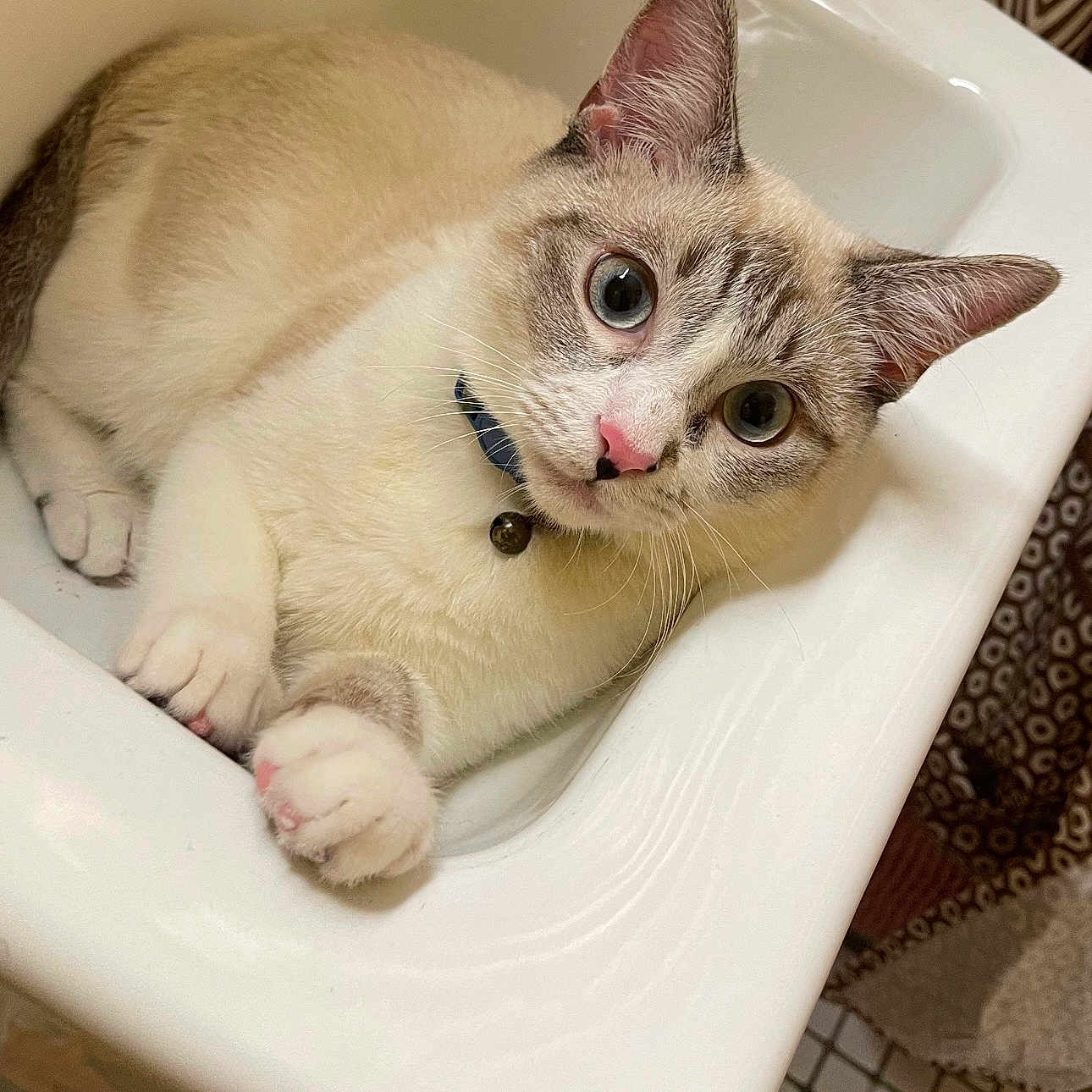 Cleo