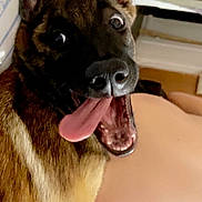 Nyméria a rejoint le concours — aidez-le/la à gagner de superbes lots ! dog, tongue_out, happy, indoor, pet, canine, fur, ears, mouth_open, nose, animal, companion, lying_down, human_leg, radiator, bedroom, pink_clothing, close_up, excited, playful