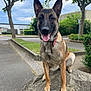 dog, belgian_malinois, rock, outdoor, tree, grass, sidewalk, street, sky, cloudy, animal, pet, canine, ears, tongue, happy, nature, collar, pavement, suburban