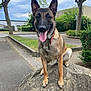 dog, belgian_malinois, animal, pet, outdoor, rock, tongue_out, ears_up, happy, nature, tree, grass, sidewalk, urban, collar, canine, street, bush, sky, park