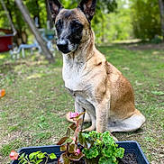 Maika participe au concours pour gagner de l'argent avec cette photo : dog, plant, flower, planter_box, garden, outdoor, greenery, grass, tree, blurred_background, nature, pet, animal, brown_coat, black_mask, sitting, daylight, leaves, soil, flora