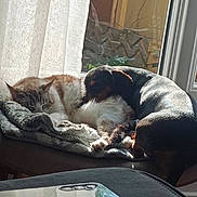 Scarlett a rejoint le concours — aidez-le/la à gagner de superbes lots ! cat, dog, blanket, window, sunlight, indoor, pet, sleeping, cozy, resting, fur, animal, comfort, domestic, home, curtain, smartphone, table, relaxing, friendship