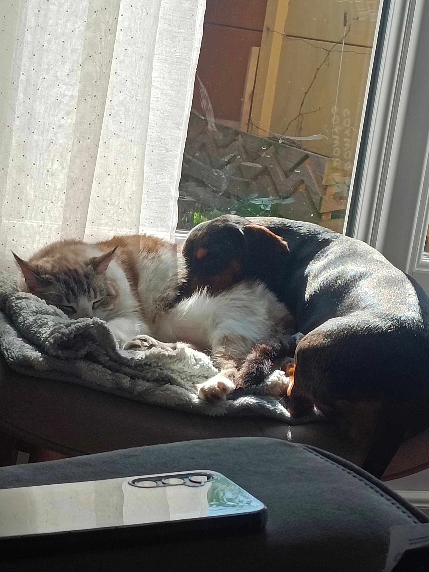 Scarlett a rejoint le concours — aidez-le/la à gagner de superbes lots ! cat, dog, blanket, window, sunlight, indoor, pet, sleeping, cozy, resting, fur, animal, comfort, domestic, home, curtain, smartphone, table, relaxing, friendship