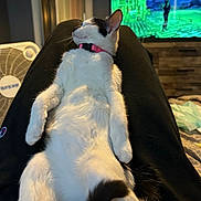 Lil Baby is registered to the contest to win money with this photo: animal, bedroom, black_and_white, casual, cat, comfort, cozy, fan, furniture, home, indoor, lap, legs, person, pet, pink_collar, relaxed, resting, sleeping, television