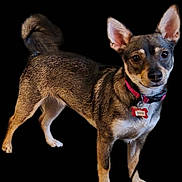 Olive joined the competition — help win amazing prizes! dog, pet, brown_fur, standing, collar, name_tag, ears, alert, animal, canine, fur_texture, curious, small_dog, domestic_animal, isolated, black_background, four_legs, tail, portrait, looking