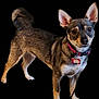 dog, pet, brown_fur, standing, collar, name_tag, ears, alert, animal, canine, fur_texture, curious, small_dog, domestic_animal, isolated, black_background, four_legs, tail, portrait, looking