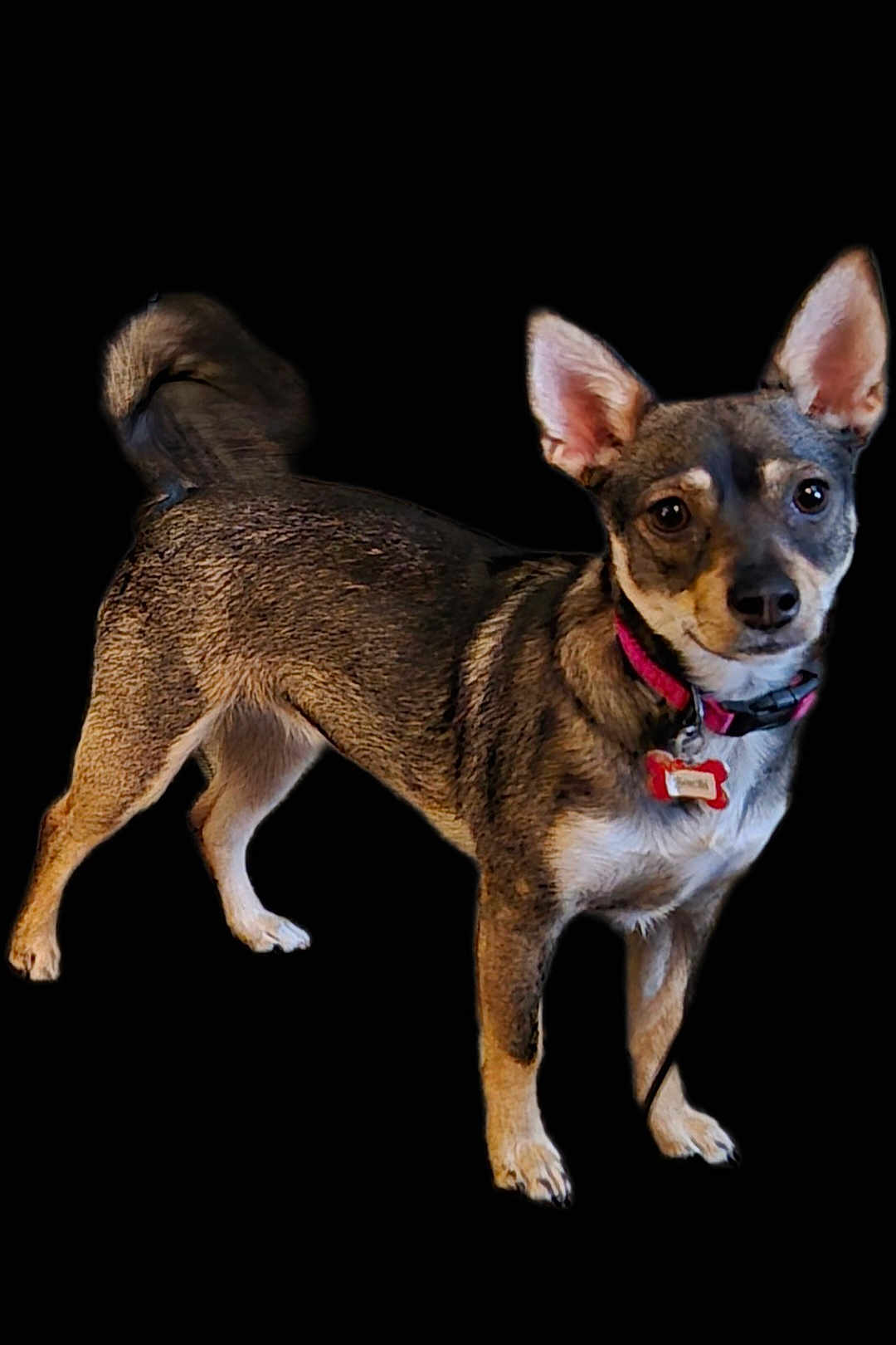 Olive joined the competition — help win amazing prizes! dog, pet, brown_fur, standing, collar, name_tag, ears, alert, animal, canine, fur_texture, curious, small_dog, domestic_animal, isolated, black_background, four_legs, tail, portrait, looking