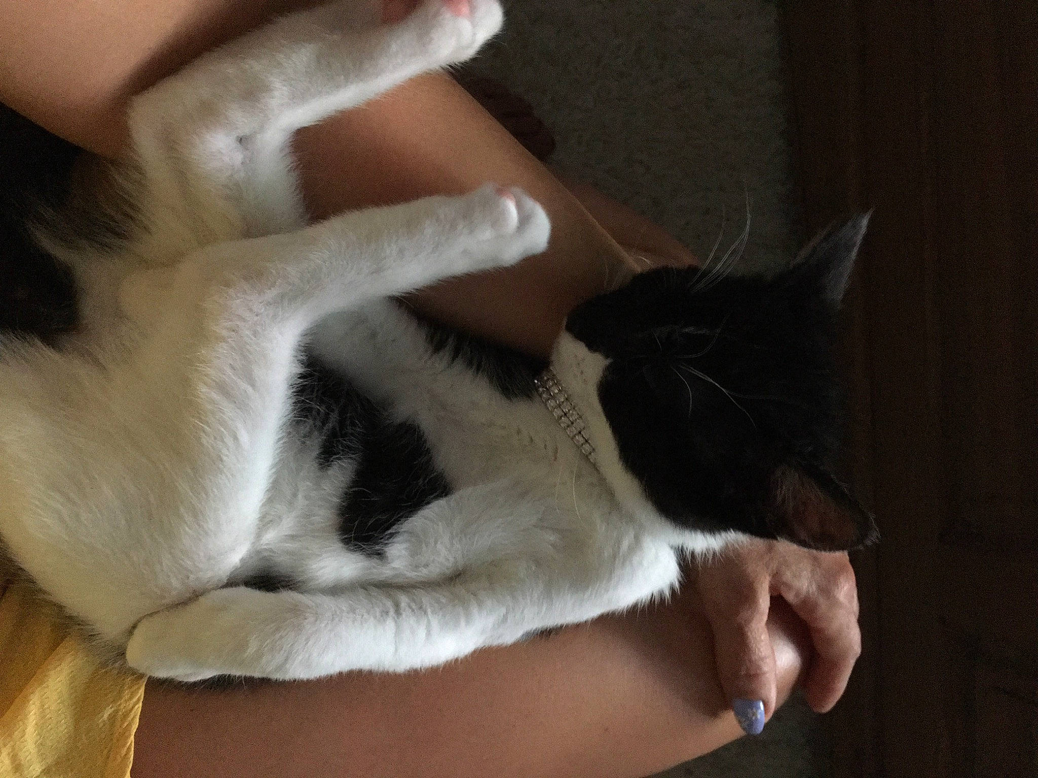 Saiko participe au concours pour gagner de l'argent avec cette photo : carnivore, cat, comfort, domestic_short_haired_cat, ear, fawn, felidae, finger, fur, gesture, hand, human_leg, lap, mammal, nail, paw, small_to_medium_sized_cats, snout, tail, whiskers