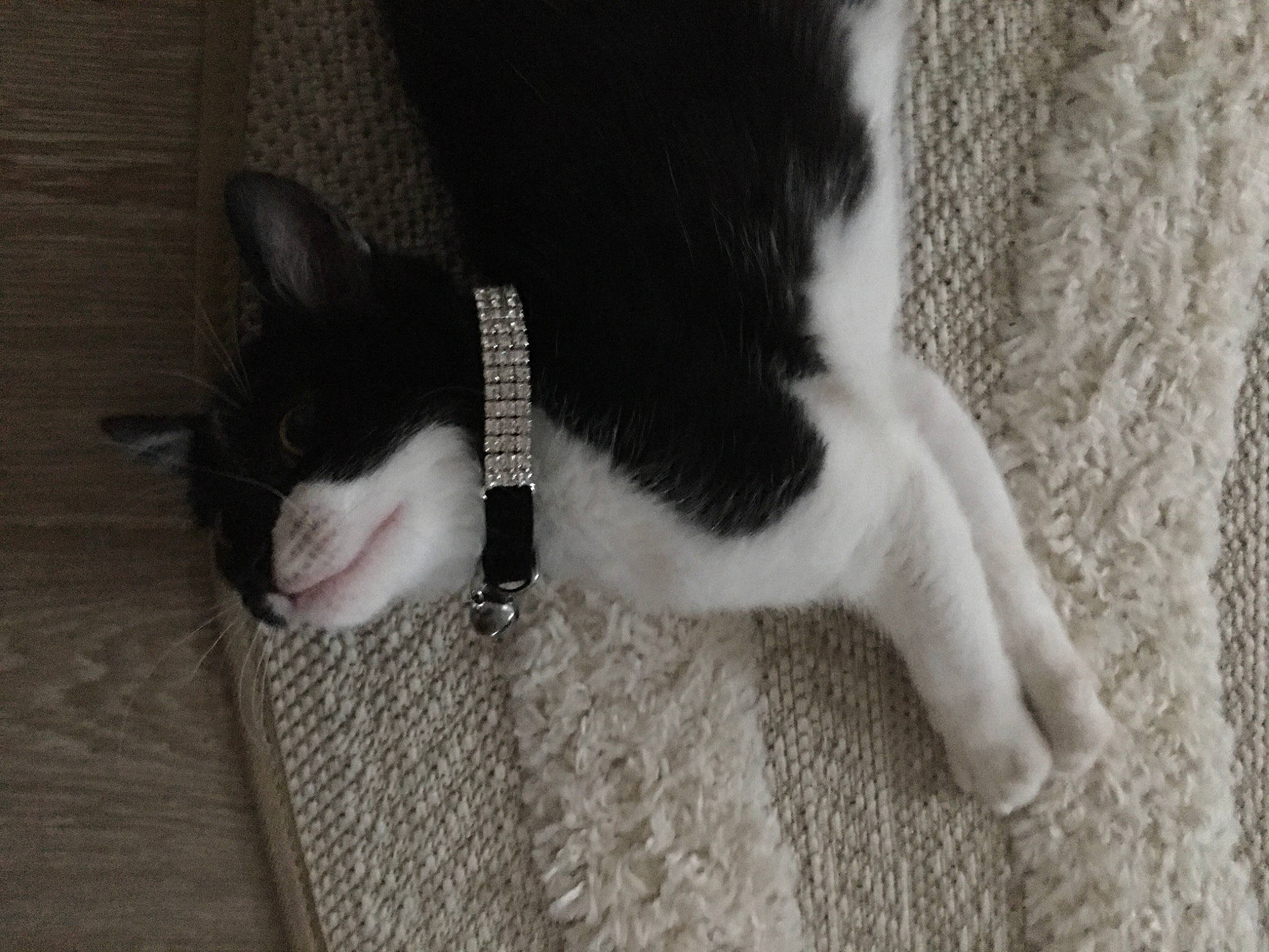 Saiko a rejoint le concours — aidez-le/la à gagner de superbes lots ! carnivore, cat, claw, domestic_short_haired_cat, felidae, flooring, foot, fur, grey, hardwood, human_leg, monochrome_photography, pattern, paw, small_to_medium_sized_cats, snout, tail, whiskers, wood, woven_fabric