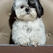 Upsy a rejoint le concours — aidez-le/la à gagner de superbes lots ! animal, black_and_white, canine, chair, closeup, companion, curious, cute, dog, domestic_animal, face, fluffy, fur, furniture, indoor, paw, pet, portrait, sitting, small_dog