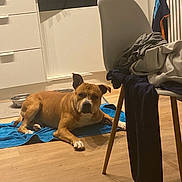 Netero participe au concours pour gagner de l'argent avec cette photo : dog, brown_dog, towel, wooden_floor, kitchen, chair, clothes, pet_bowl, cabinet, floor, domestic, indoor, relaxed, laying_down, white_paws, household, furniture, canine, pet, casual