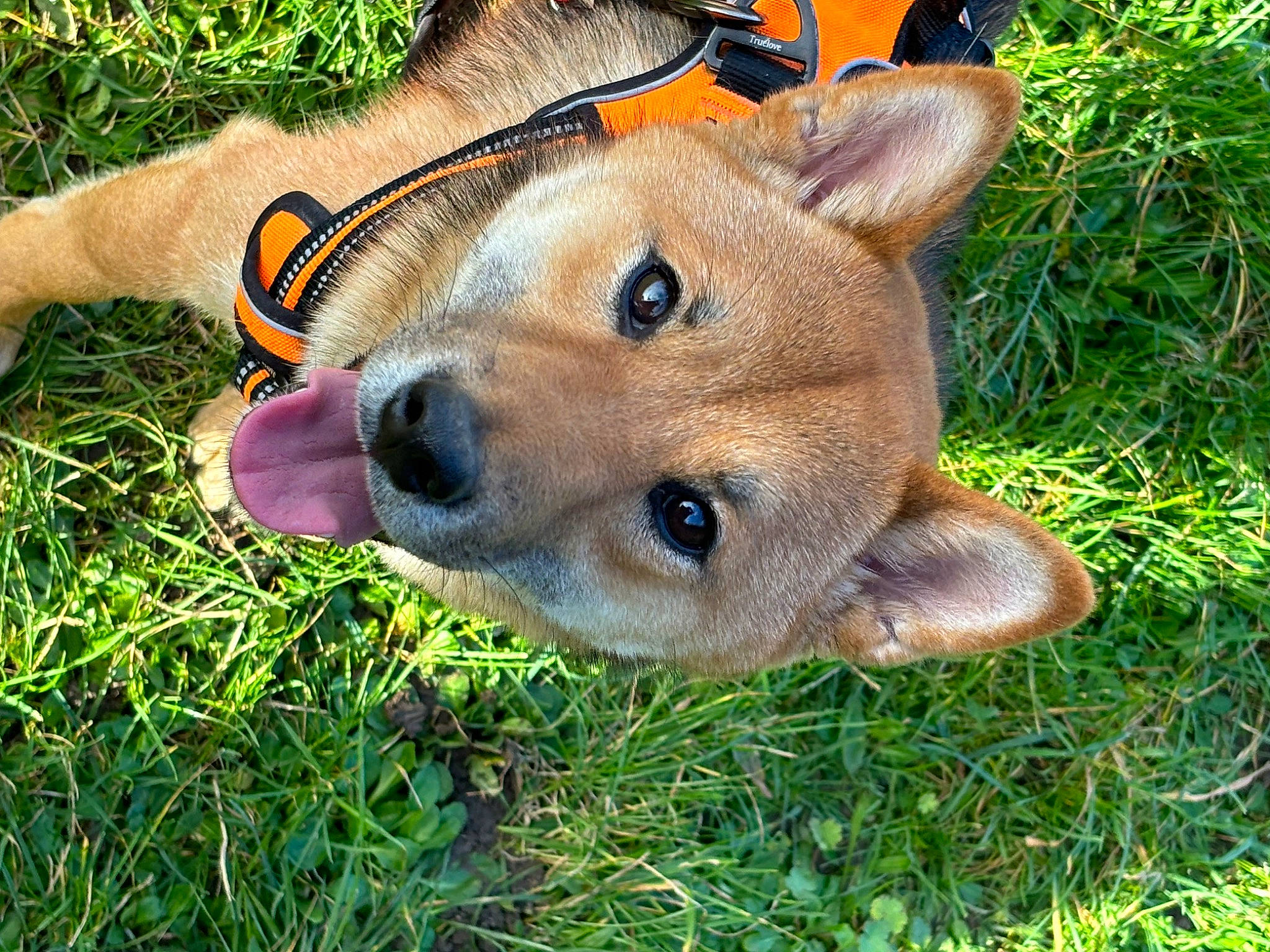 Kaïto participe au concours pour gagner de l'argent avec cette photo : ancient_dog_breeds, canidae, carnivore, collar, companion_dog, deer, dingo, dog, dog_breed, fawn, fur, grass, non_sporting_group, plant, snout, sporting_group, terrestrial_animal, whiskers, wildlife, working_animal