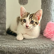 Luna joined the competition — help win amazing prizes! kitten, cat, pet, animal, cute, feline, gray, white, tabby, ears, eyes, paw, toy, pink, soft, cozy, indoor, resting, fur, cat_tree