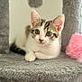 kitten, cat, pet, animal, cute, feline, gray, white, tabby, ears, eyes, paw, toy, pink, soft, cozy, indoor, resting, fur, cat_tree