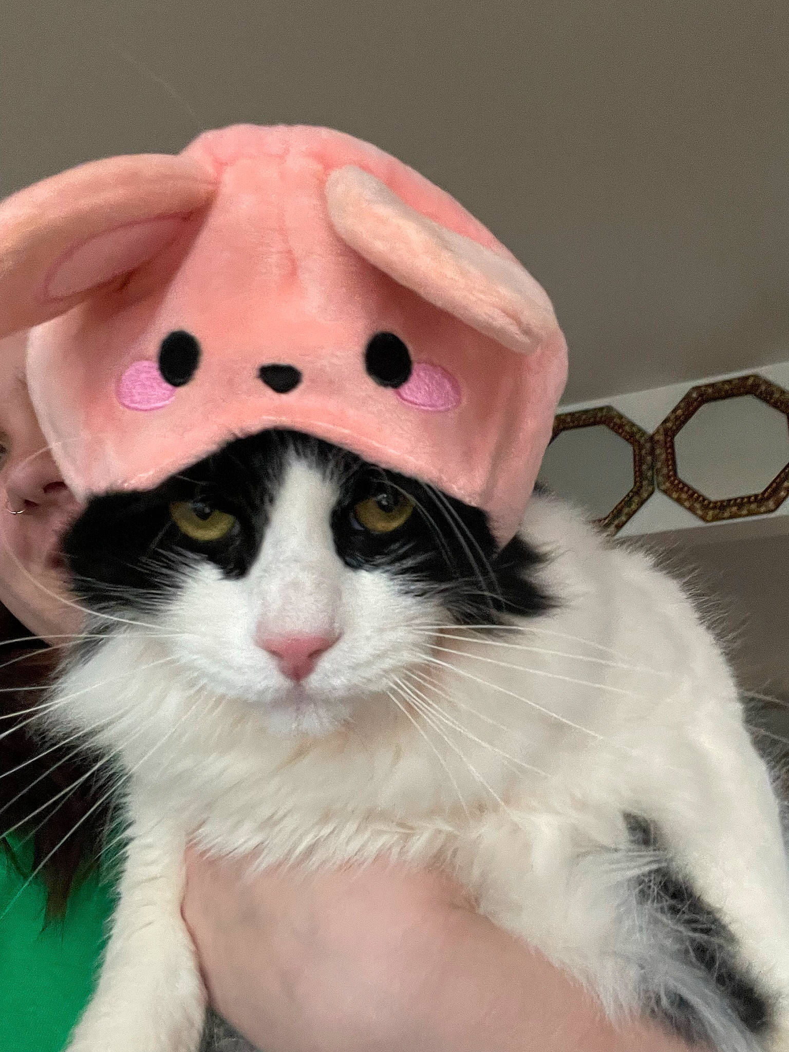 Ozzy joined the competition — help win amazing prizes! art, cap, carnivore, cat, eyelash, fang, fashion_accessory, felidae, fur, happy, hat, magenta, paw, peach, plant, small_to_medium_sized_cats, whiskers