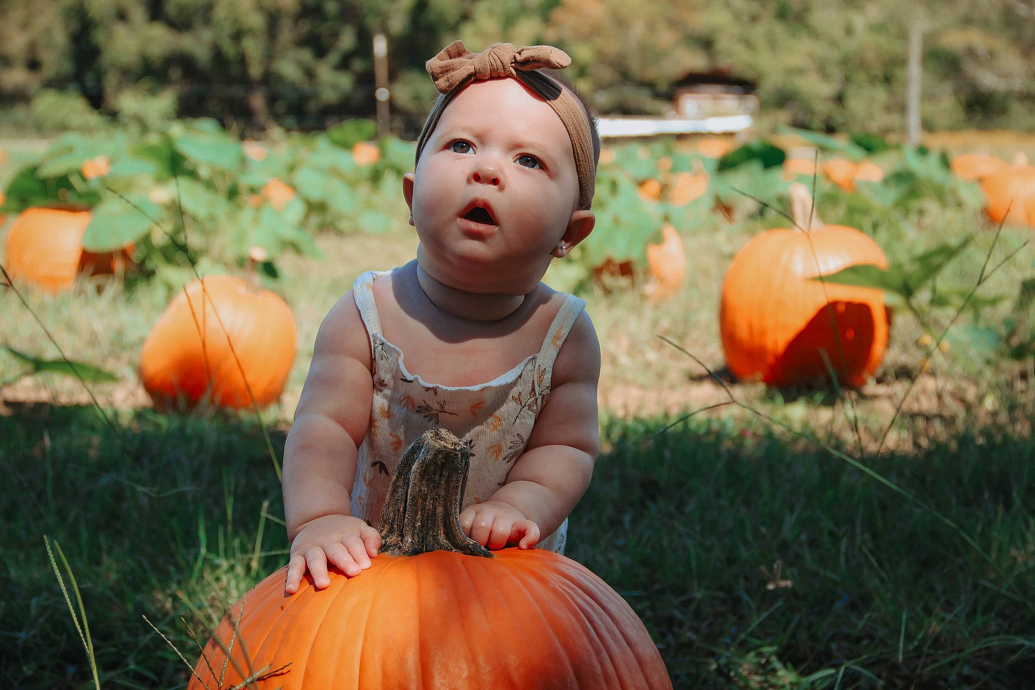 Lily joined the competition — help win amazing prizes! botany, calabaza, cucurbita, facial_expression, gourd, grass, happy, leaf, orange, people, people_in_nature, person, photograph, plant, pumpkin, squash, toddler, tree, vegetable, winter_squash
