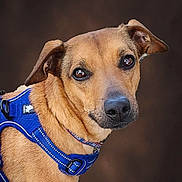 Rizzo is registered to the contest to win money with this photo: animal, background_blur, blue_harness, brown_fur, canine, close_up, collar, dog, domestic_animal, ears, eyes, face, friendly, fur, looking, mammal, nose, outdoor, pet, portrait