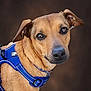 animal, background_blur, blue_harness, brown_fur, canine, close_up, collar, dog, domestic_animal, ears, eyes, face, friendly, fur, looking, mammal, nose, outdoor, pet, portrait